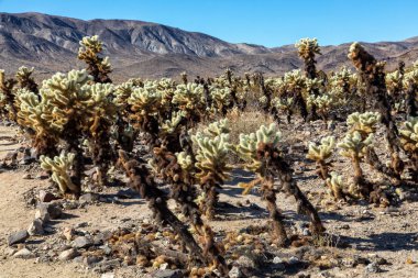 Cholla kaktüs Bahçe, Joshua Tree National Park, kaymak atış kapatın