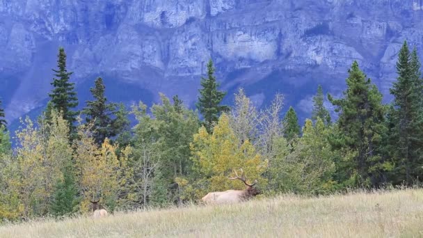 Een Elanden grazen in een glade in het park van Canadese — Stockvideo