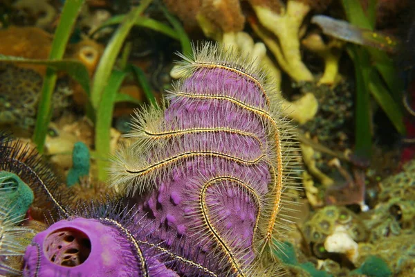 Tentacles of Suenson brittle star around sponge