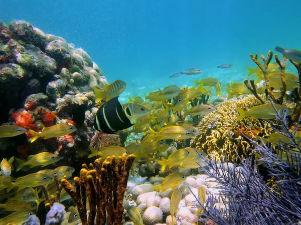 Underwater view in the caribbean sea
