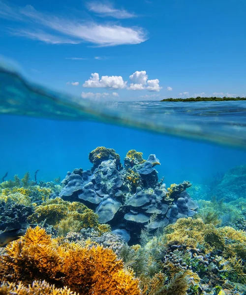Over-under split view coral reef underwater