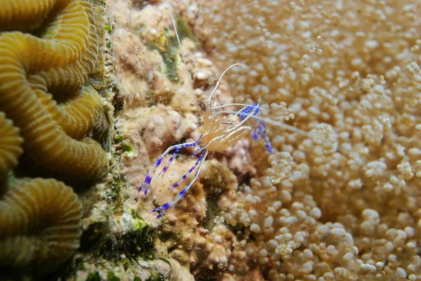 Sea life cleaner shrimp Ancylomenes pedersoni
