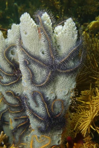 Sea sponge Niphates erecta with brittle stars