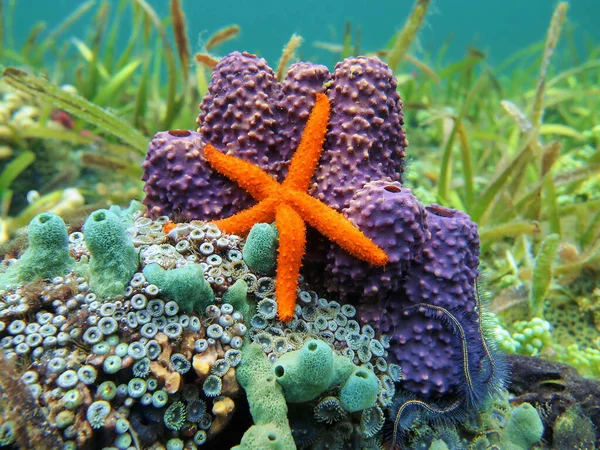 Sea star and sponges