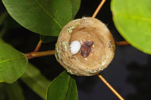 Hummingbird nest with one egg and one baby