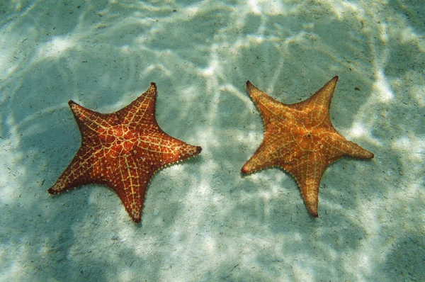 Two starfish underwater with sunlight on the sand