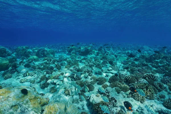 Underwater Pacific ocean floor clear water