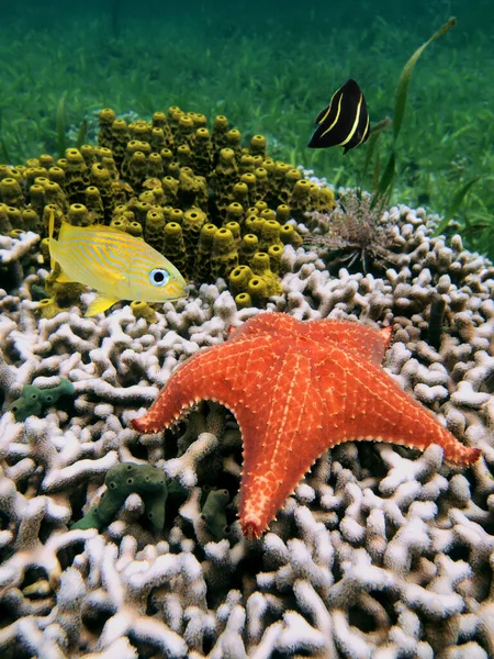 Cushion starfish over coral