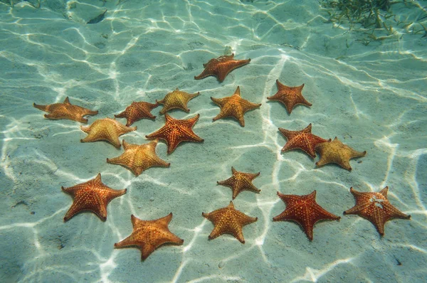Starfish on sand underwater