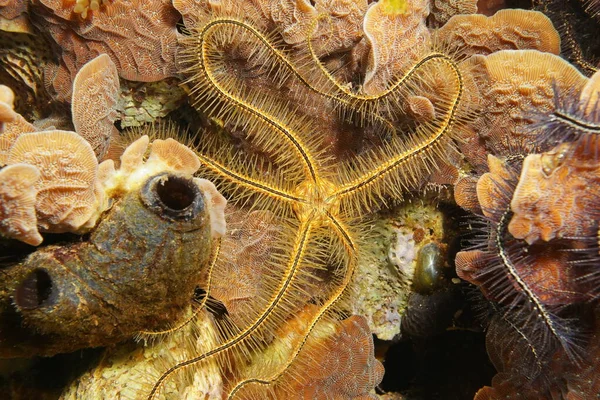 Suenson brittle star Ophiothrix suensoni