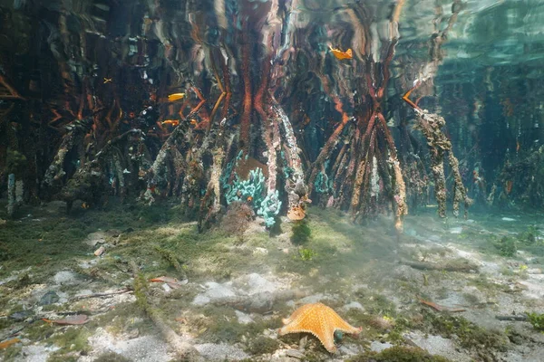 Mangrove roots underwater Caribbean sea