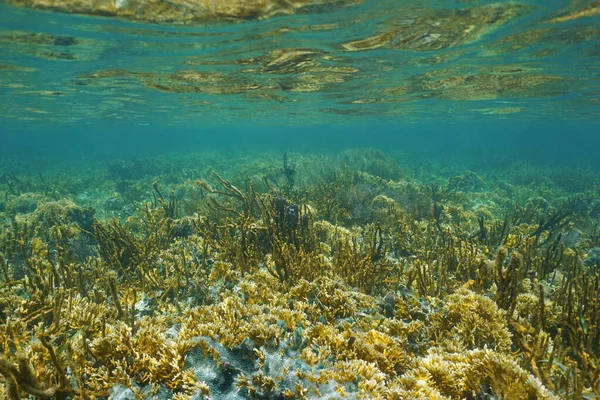 Lush coral reef under water on shallow seabed