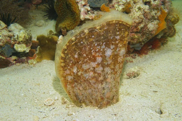 Pinna carnea amber pen shell bivalve mollusk