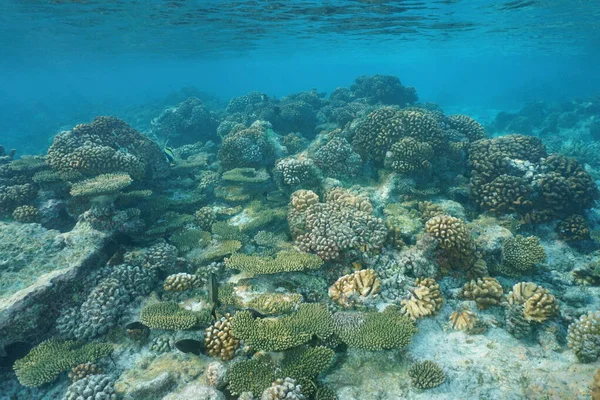 Corals underwater on the reef flat Pacific ocean