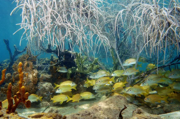 Shoal of fish under sea plume in a coral reef