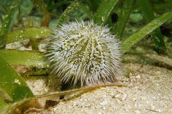 Green sea urchin underwater Caribbean sea