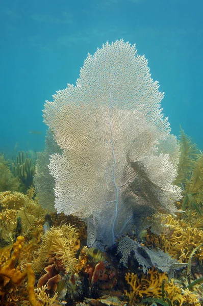 A sea fan in a coral reef of the Caribbean sea