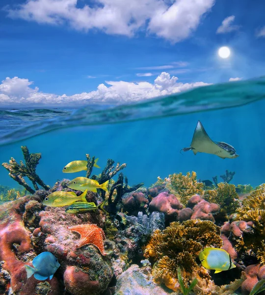 Seascape over and under sea colorful coral reef