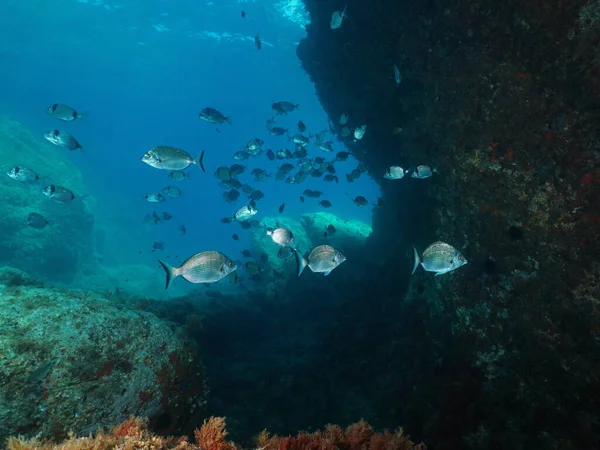 Fish sea breams underwater Mediterranean sea Spain