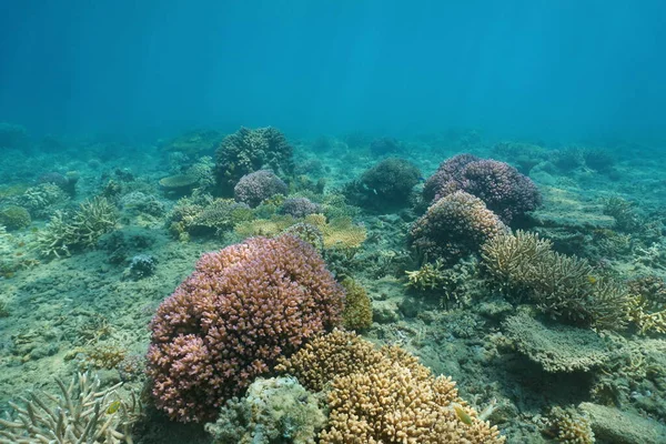 Underwater Pacific ocean floor with colorful coral