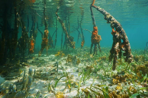 Mangrove tree roots underwater Caribbean sea