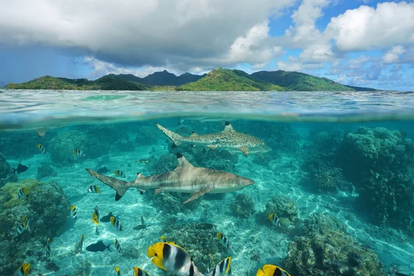 Over under sharks fish underwater Pacific island