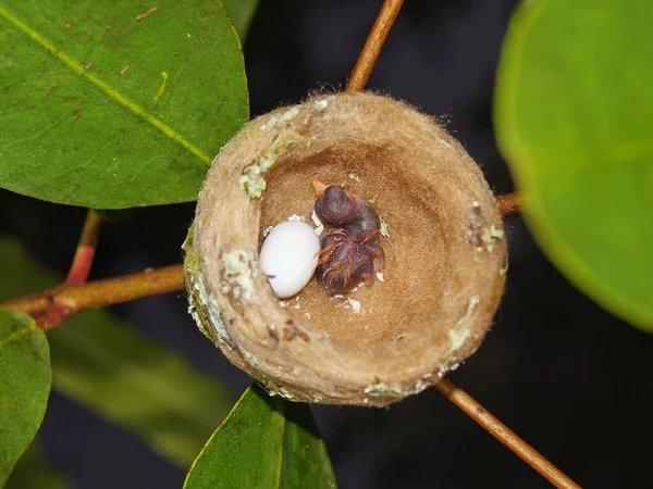 Nest of hummingbird with one egg on one baby