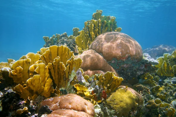 Underwater landscape in a colorful coral reef
