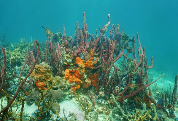 Colorful sea sponge animals underwater