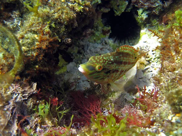 Symphodus roissali fish