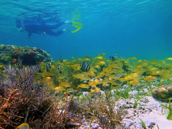 Snorkeling with tropical fish