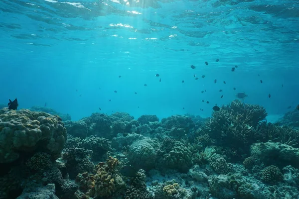 Shallow ocean floor with coral reef and fish