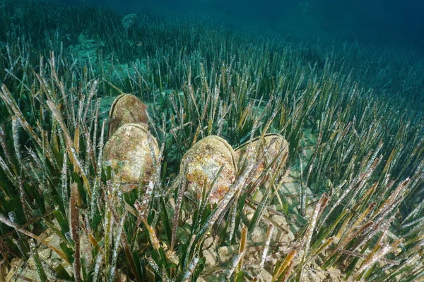 Several molluscs noble pen shell underwater sea
