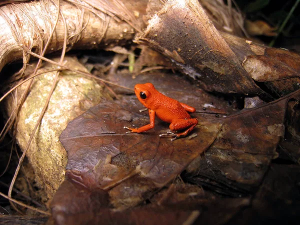 small tropical frog