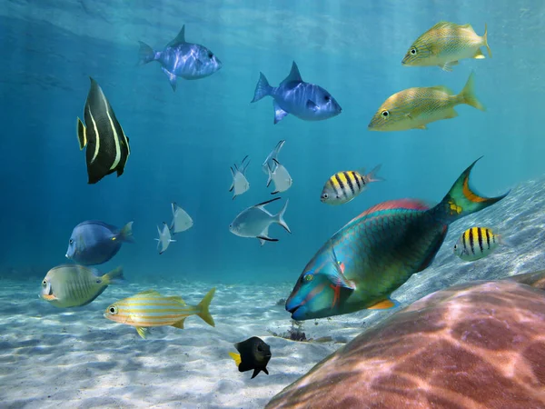 Shoal of fish on a sandy seabed