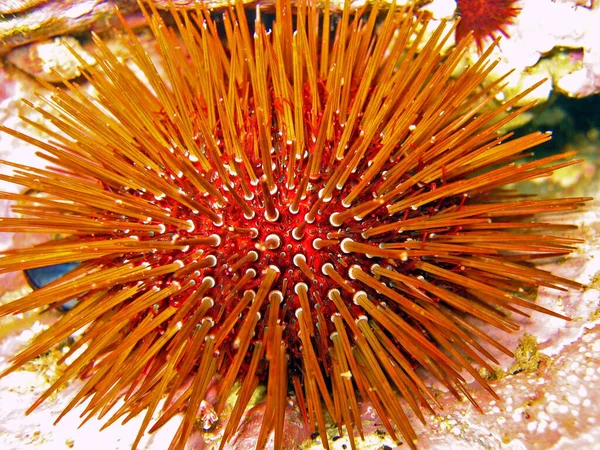 urchins urchin