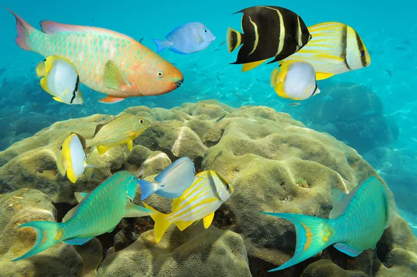 Underwater colorful fish over coral Caribbean sea