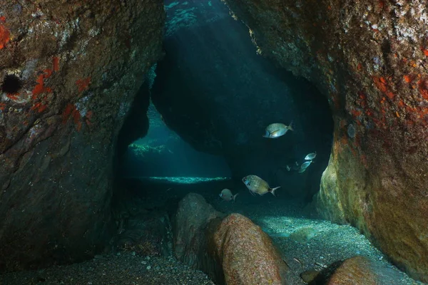Cave underwater rocks with fish Mediterranean sea — Stock Image Cave underwater rocks with fish Mediterranean sea Royalty Free Stock Photos