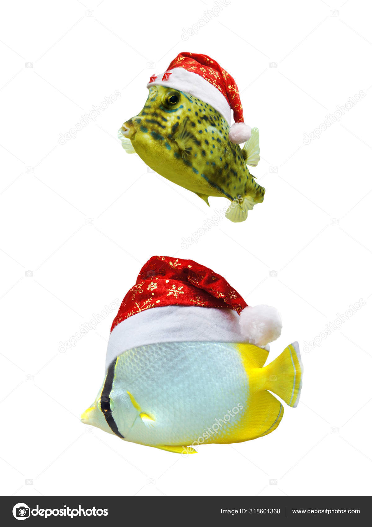Christmas tropical fish in santa hat isolated Stock Photo by ©wildam