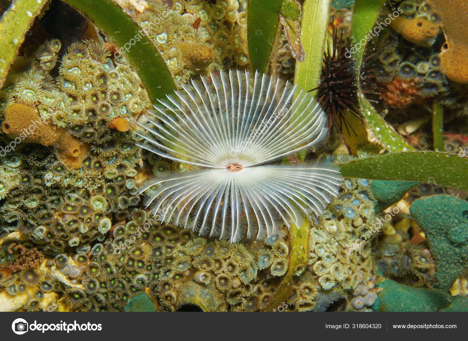 Splitcrown feather duster worm Anamobaea oerstedi Stock Photo by