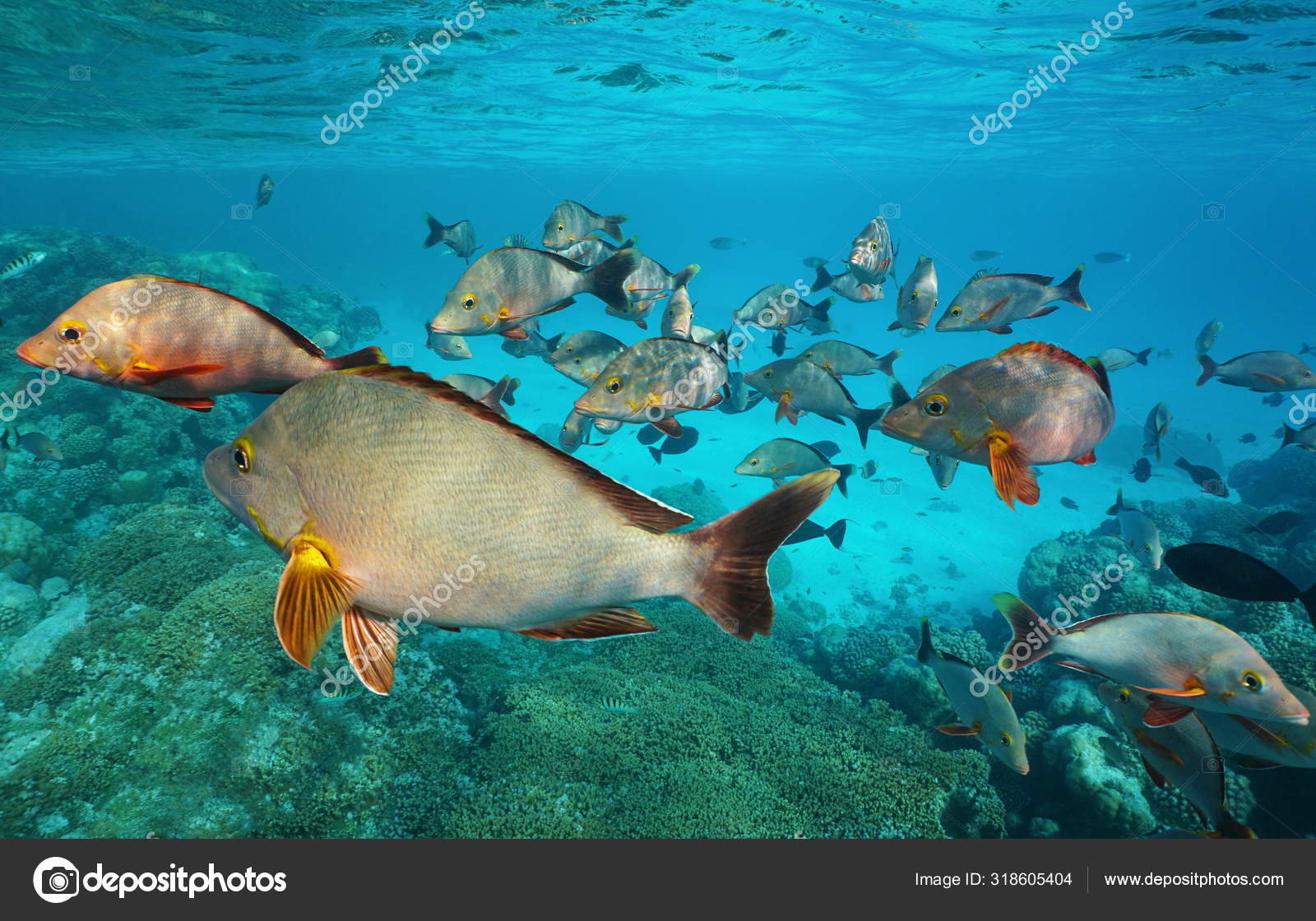 Red Snapper Swimming