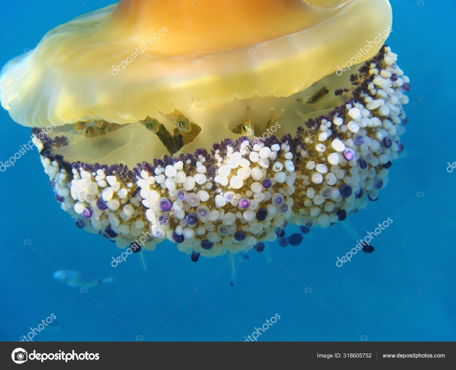 418 Fried Egg Jellyfish Stock Photos Free Royalty Free Fried Egg Jellyfish Images Depositphotos
