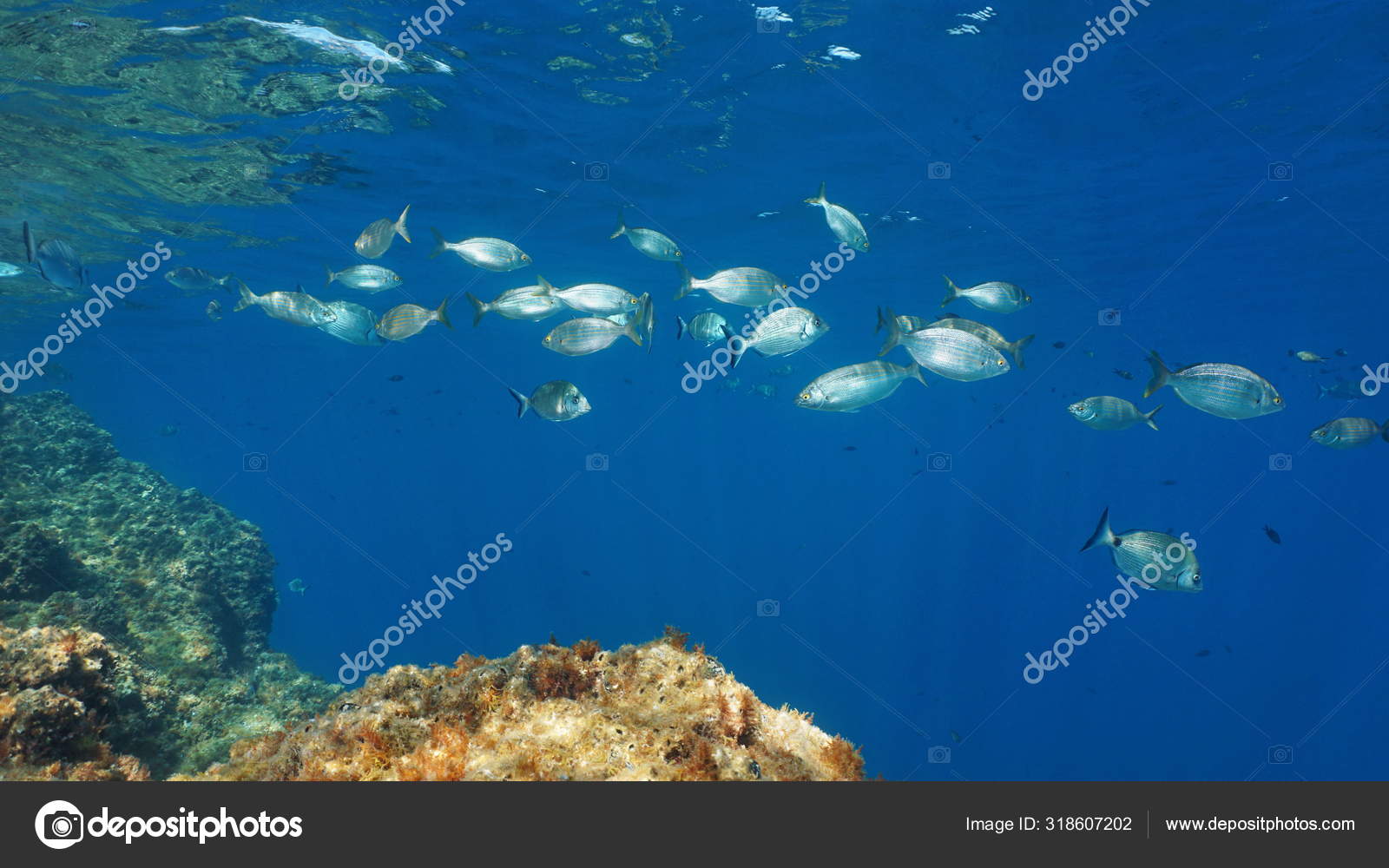 Fishes Of The Mediterranean Sea Underwater In The Marine Reserve