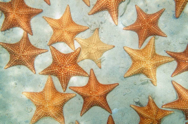 Above many sea stars underwater on a sandy seabed