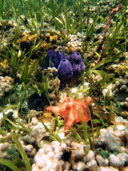 Starfish and sea sponges