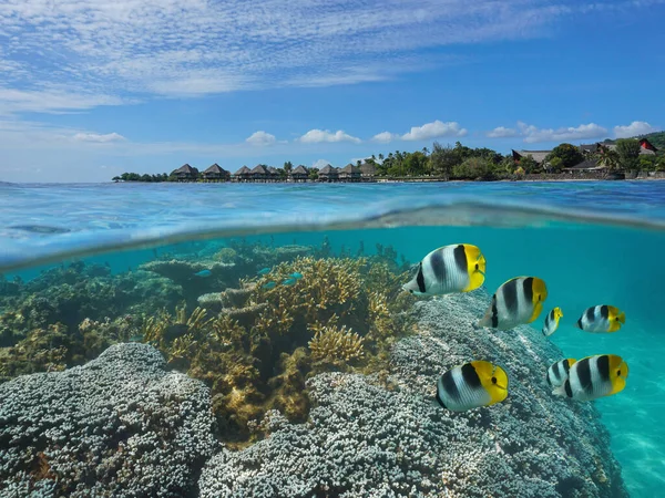 French Polynesia Tahiti coral and fish with resort