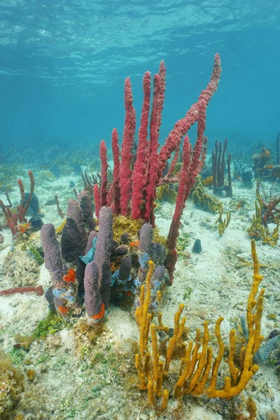 Colorful sea sponges underwater on the seabed