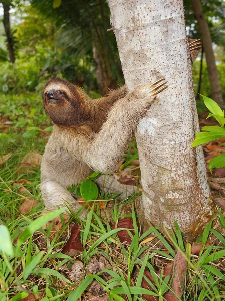 A sloth on the ground begins to climb a tree