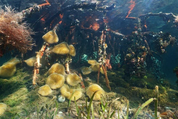 Marine life underwater sea anemones mangrove roots