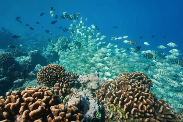 Underwater school of fish with coral Pacific ocean